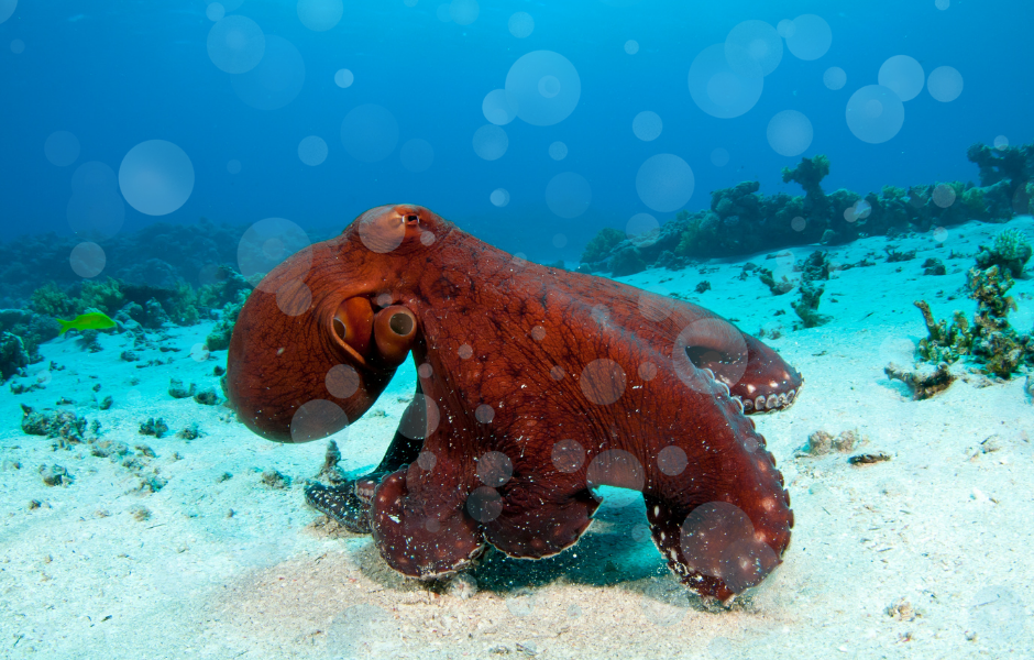 octopus childrens natural world article