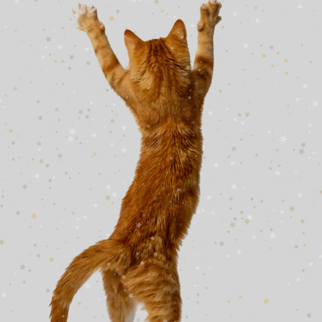 The flying cat - English article for kids A jumping ginger cat