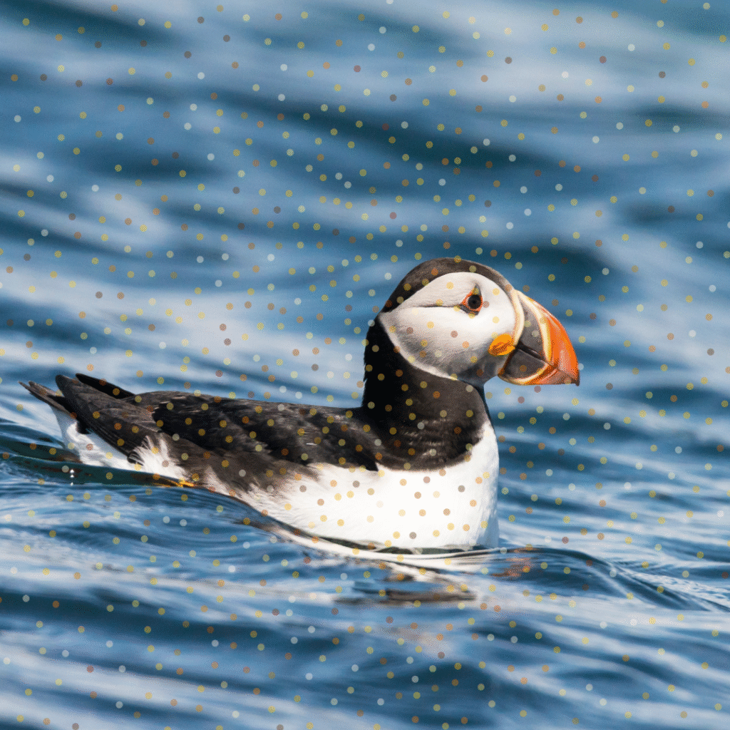 English nature article for kids - Puffins Puffin on the water