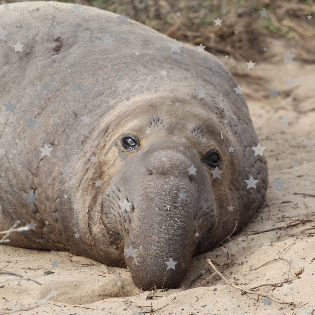 English news article for kids - Elephant seals in Cape Town Elephant seal