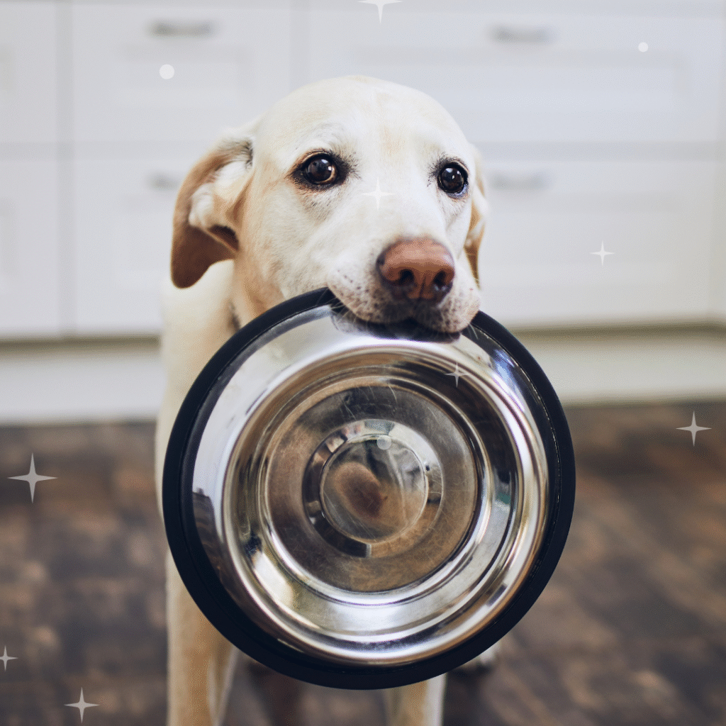 English article (8) weird job pet food taster