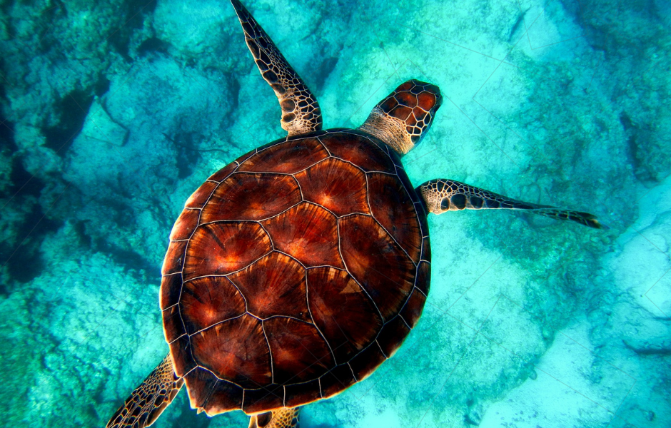 Turtle swimming