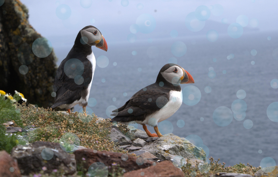 Puffins on a cliff - Puffins return in record numbers to Skomer Island
