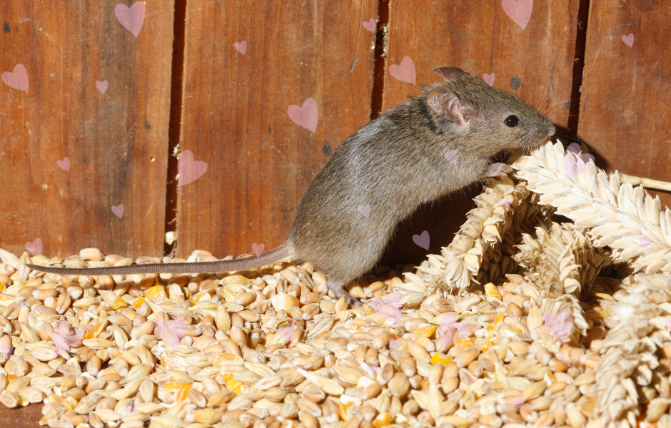Helpful mice tidy sheds in the night