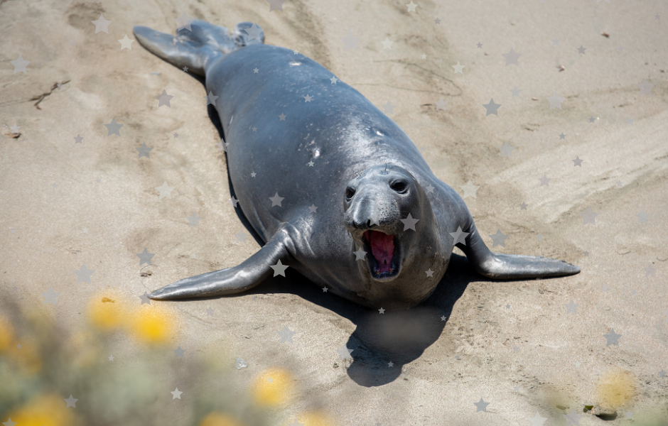 Elephant seal on the sand - An elephant seal explores Cape Town’s streets