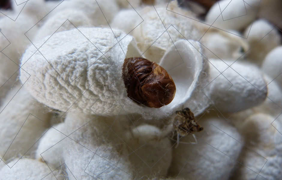 Silkworm and cocoon