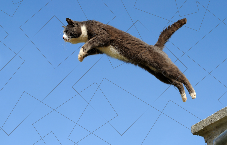 A cat jumping -