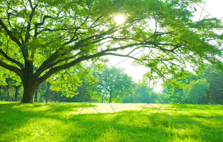Big trees and grass - Tree power! Why the world can’t live without them
