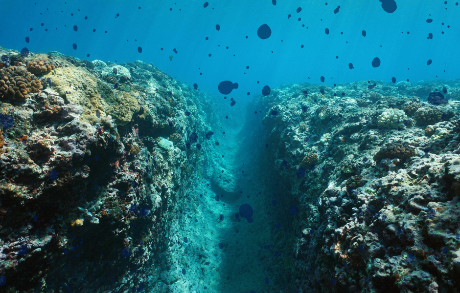 Children's English article - A new deep-sea predator discovered in the Atacama Trench Deep ocean - Children's English article - A new deep-sea predator discovered in the Atacama Trench