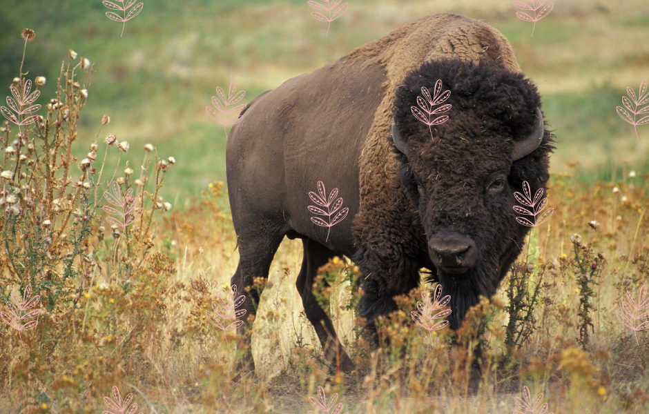A bison in the wild - What is rewilding? A kid-friendly guide to helping nature bounce back