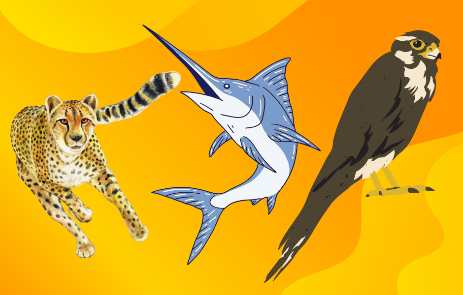kids guide to fastest animals