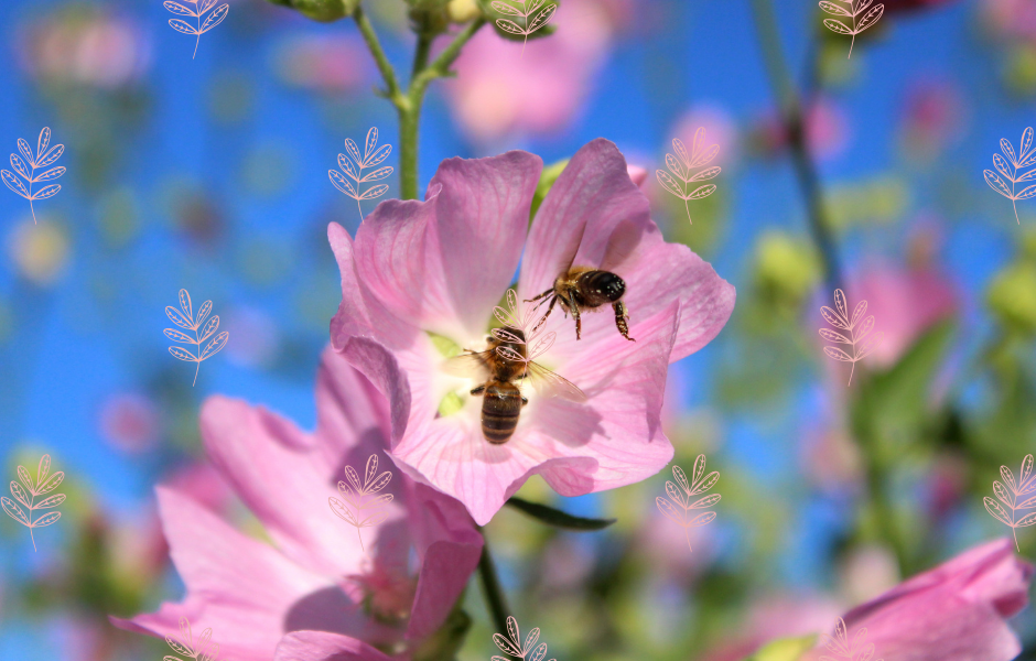 Bees on purple flowers - Why we need bugs: 5 surprising ways insects help us