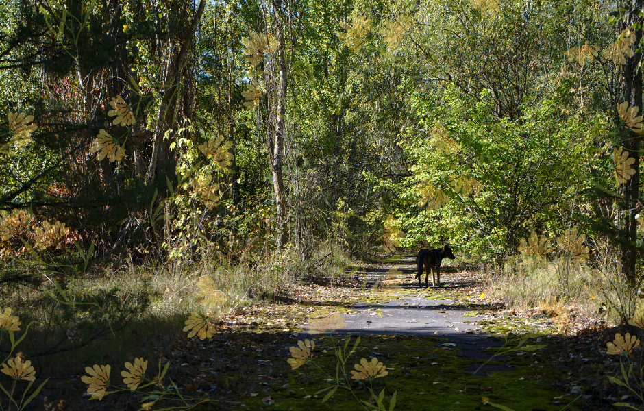 Chernobyl forest - Animals of Chernobyl: How nature came back after disaster