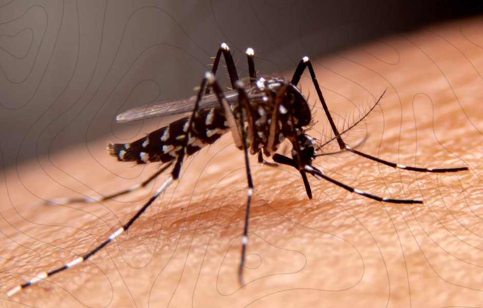 Children's English article (18) a kids guide to mosquitoes