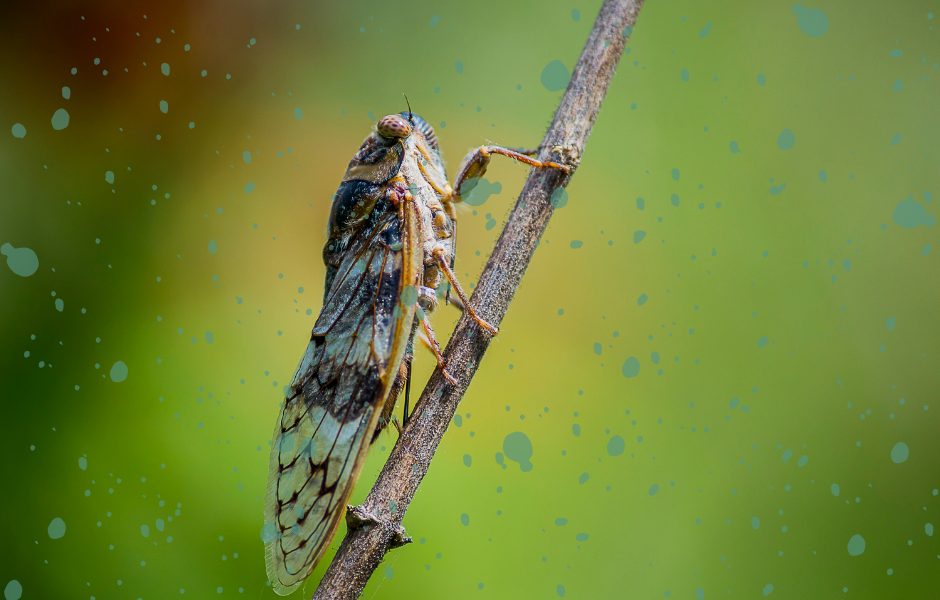Cicada on a small branch - Singing cicadas return to the UK after 30 years