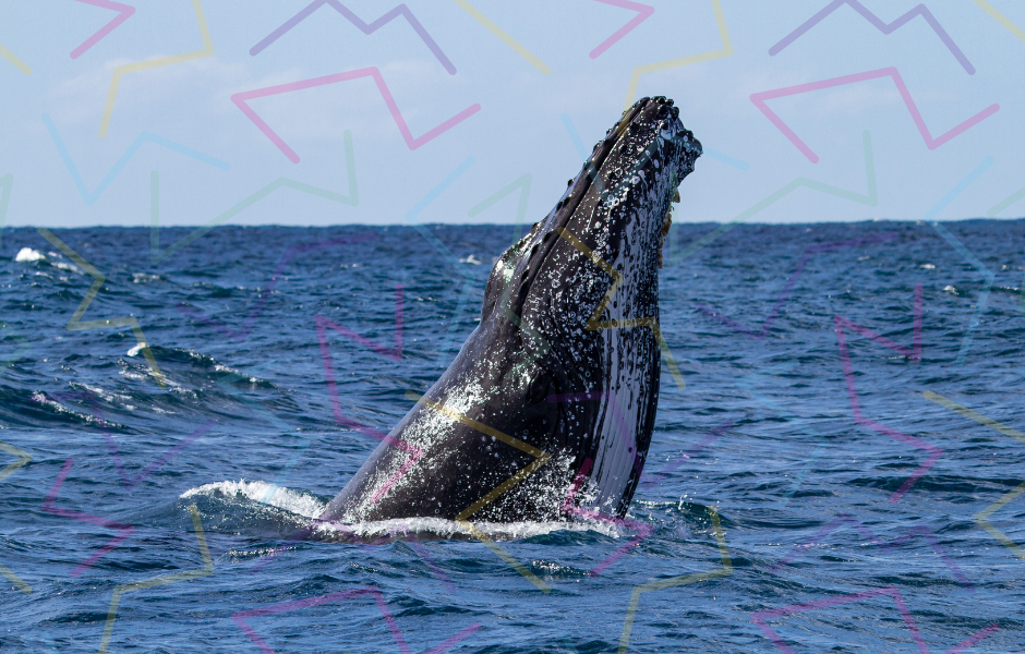 Humpback Whale jumping out of the water - Are humpback whales’ underwater bubble rings a secret language?