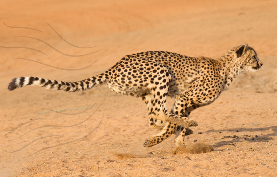 guide to cheetahs for kids