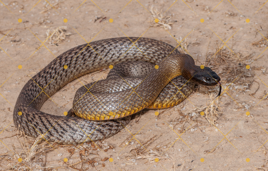 Inland Taipan snake - Children's English article - Deadly but fascinating: The world’s most dangerous snakes – a guide for kids