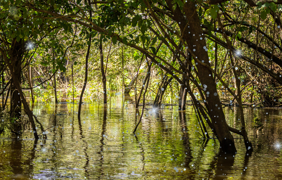 Trees in the Amazon. A kids’ guide to the Amazon Rainforest