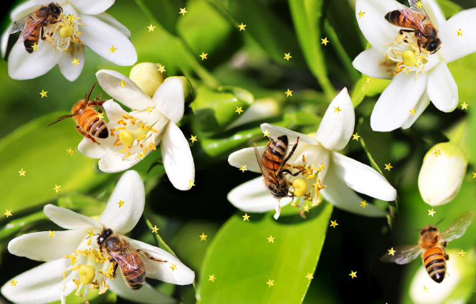 Children's English article Why Insect Week celebrates the tiny creatures that run our world Insects on flowers - Why Insect Week celebrates the tiny creatures that run our world