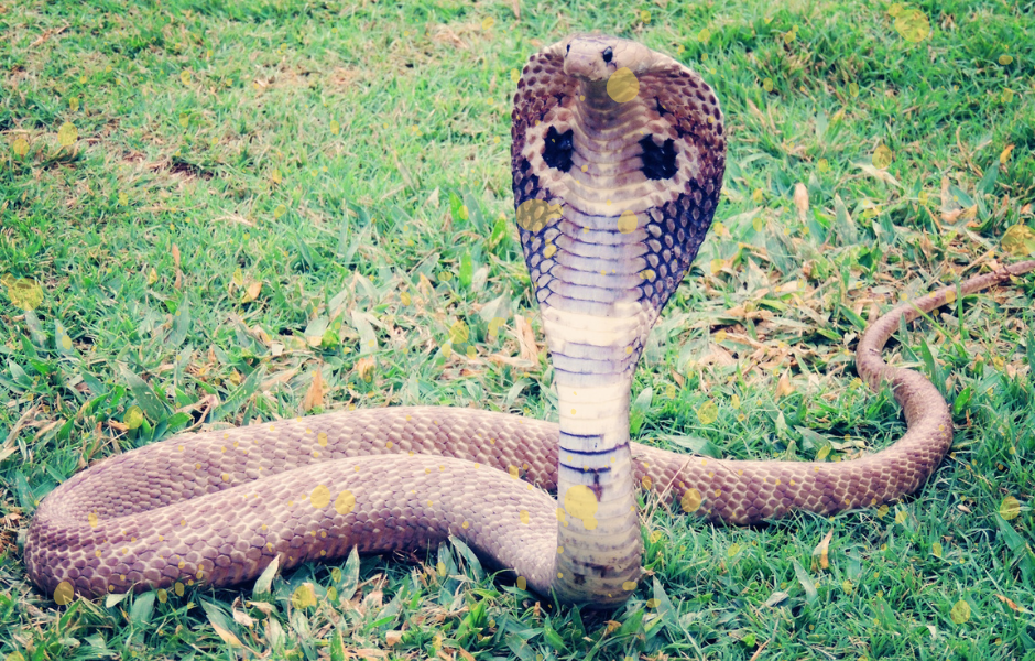 Children's English article - Poisonous snakes found near Mount Everest raise climate change fears King Cobra - Poisonous snakes found near Mount Everest raise climate change fears