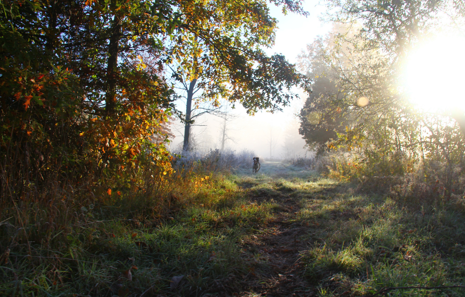 Dog in the forest - The amazing adventures of Amber the dog