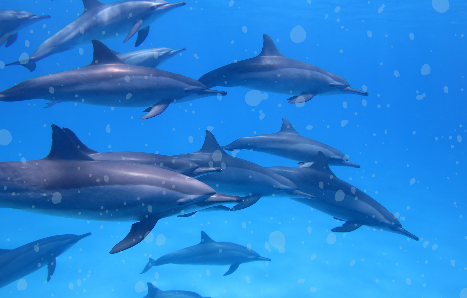 kids article about animals, dolphin