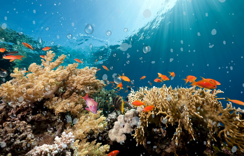 The ocean. This children's article, Dive in! 8th June is World Ocean Day – and you can help, has been written for English learners, native and as a second or foreign language. It can help children practise reading and comprehension, learn useful vocabulary, and explore how we can all help protect the world’s oceans. Written by SInead O’Carroll, a teacher and writer at English News For Kids.