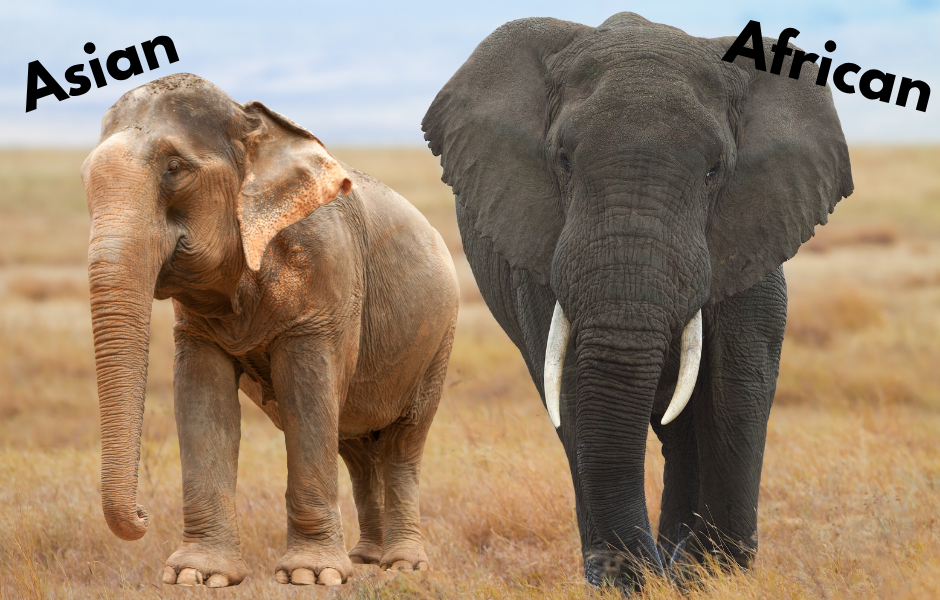 kids guide to elephants