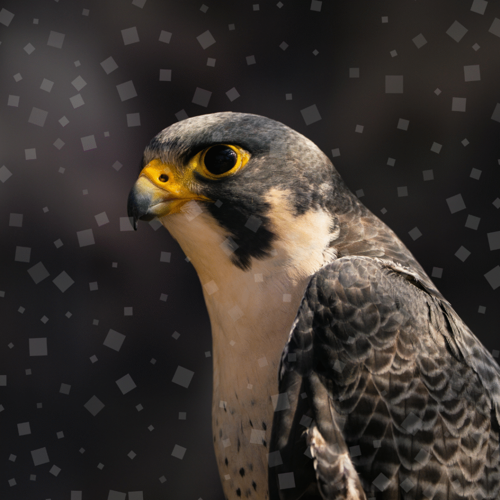 Peregrine falcon - English news article for Children Peregrine falcon close up - English news article for Children