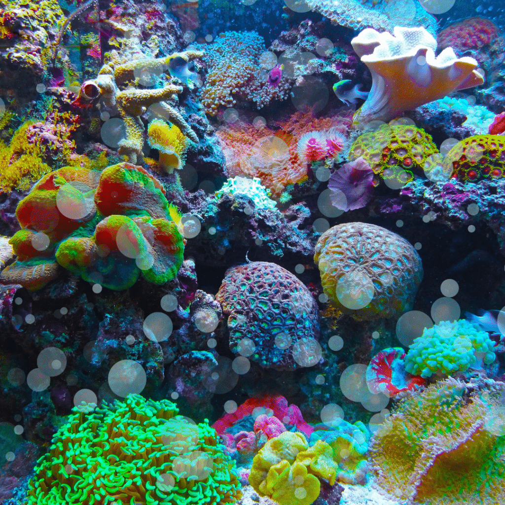 Coral reef - English article for kids