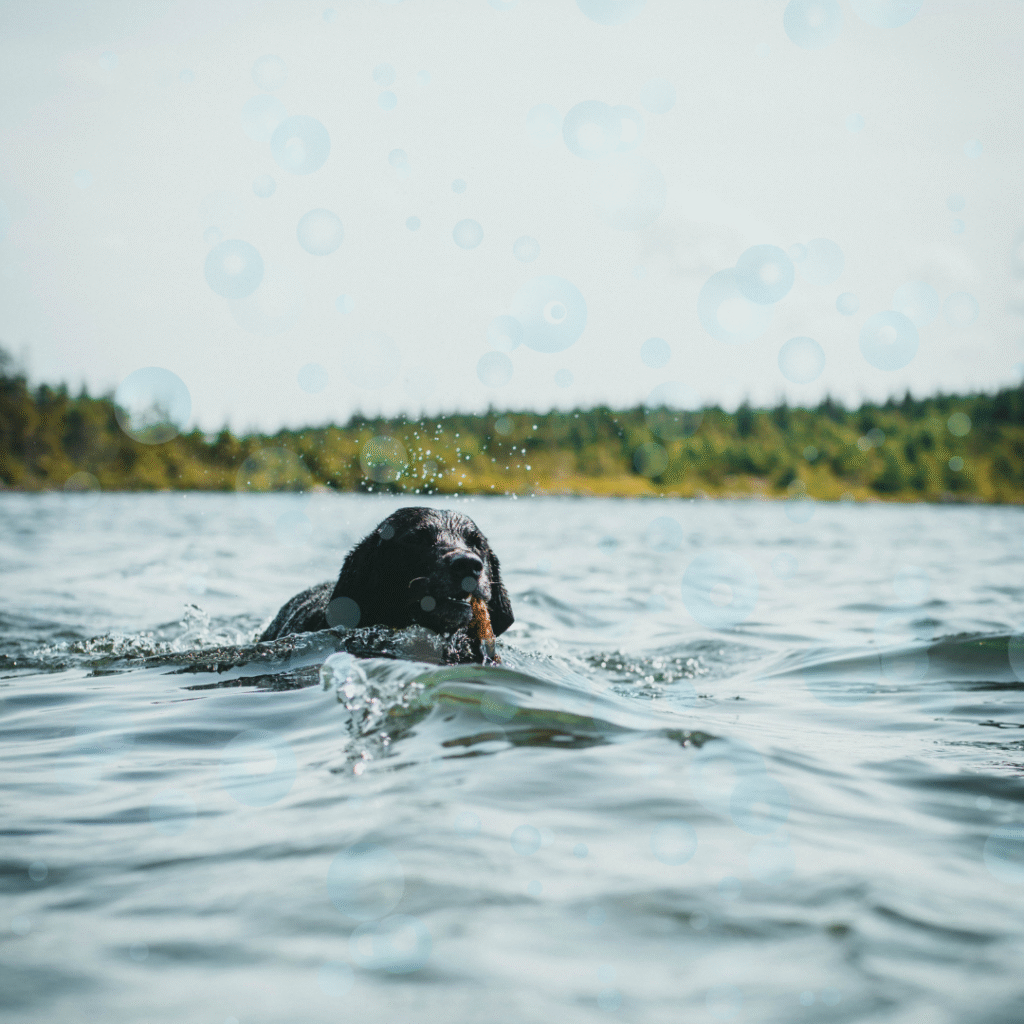 Amber the dog English news article for kids A dog swimming