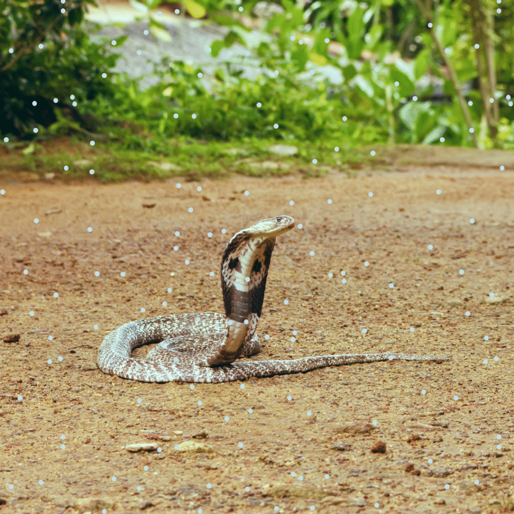 English news article for kids King cobra - English news article for kids