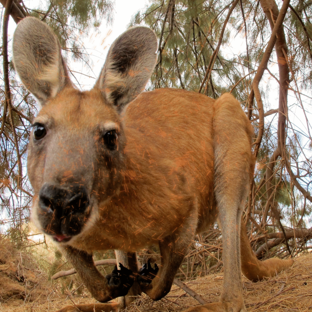 kids guide to sydney australia