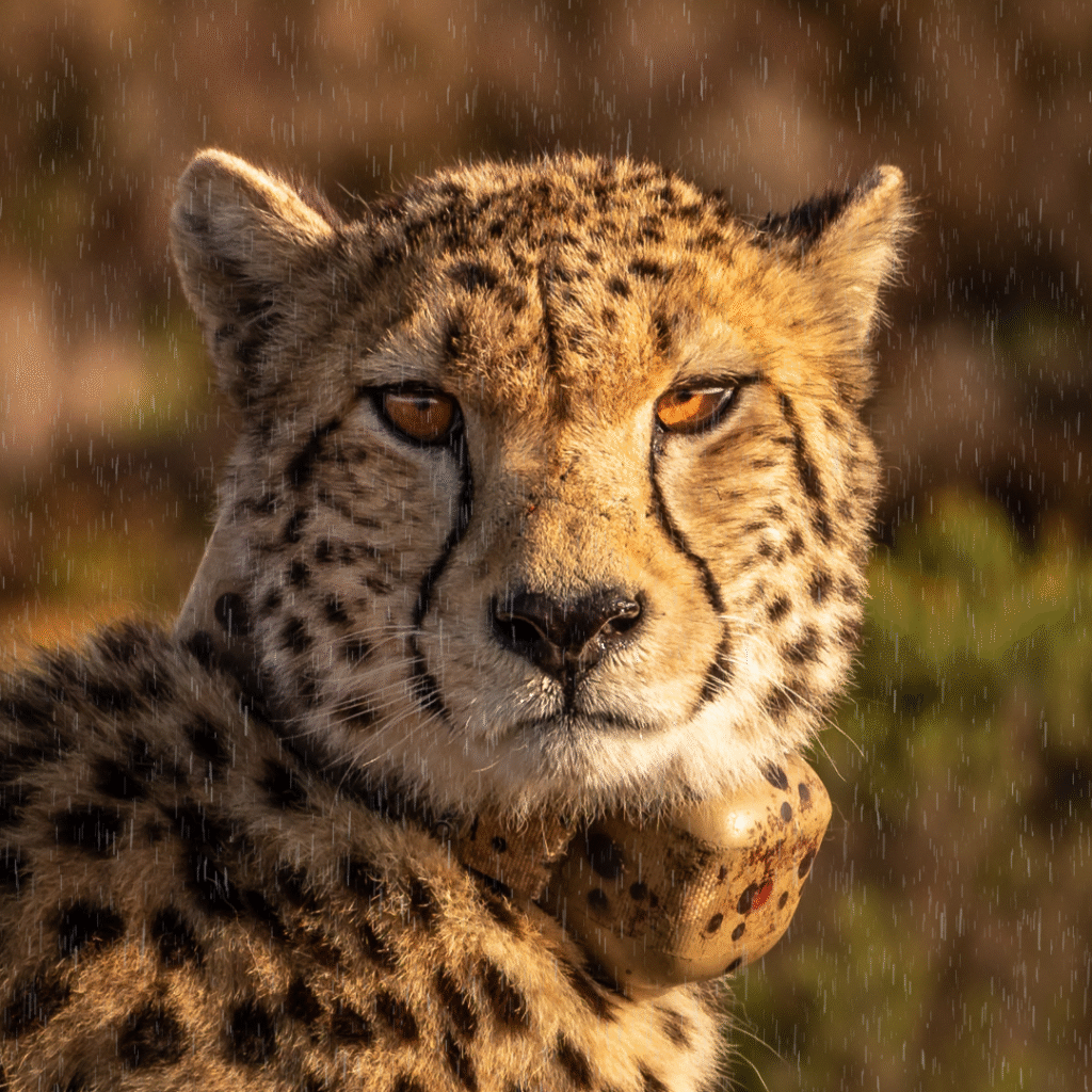 English news article for kids (21) guide to cheetahs for kids