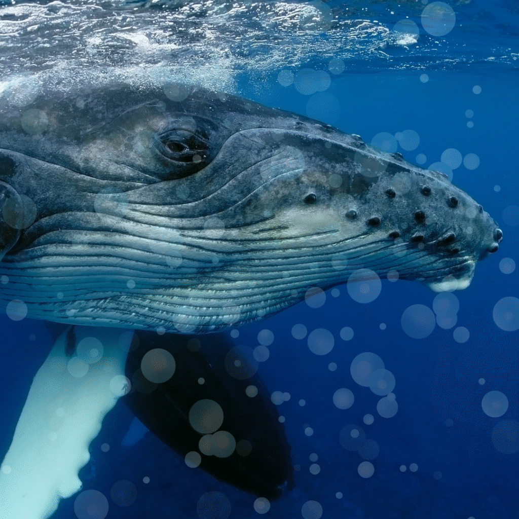 English news article for kids - Are whales trying to talk to us? A humpback whale in the water - Are whales trying to talk to us?