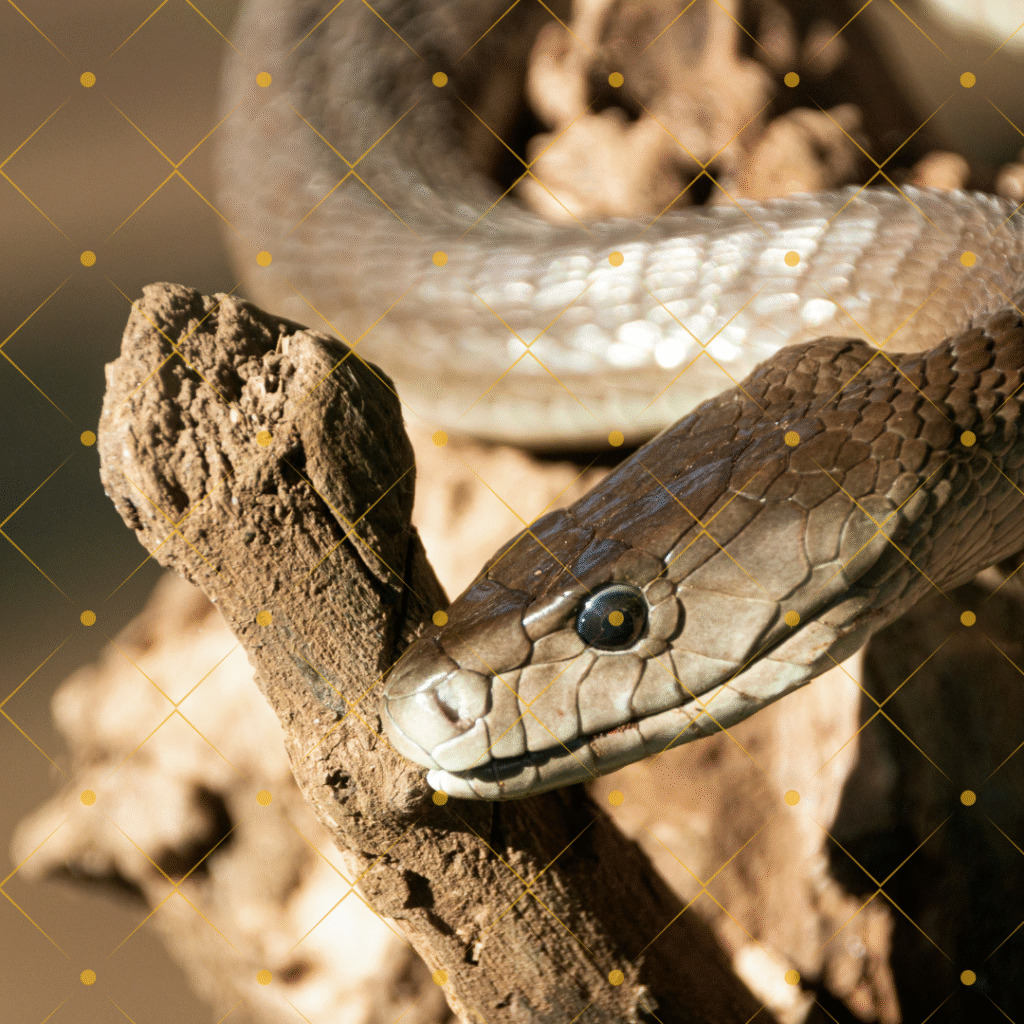 English news article for kids (4) Black Mamba snake - English news article for kids (4)