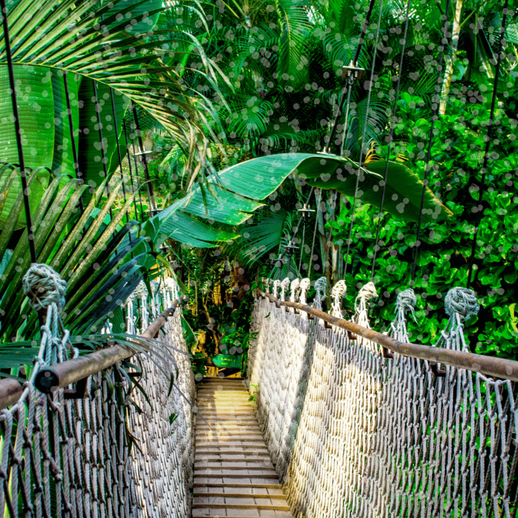 Amazon canopy walkway - Facts about the Amazon Rainforest