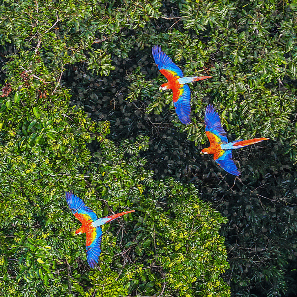Birds flying in the rainforest - Fun facts about the Amazon Forest
