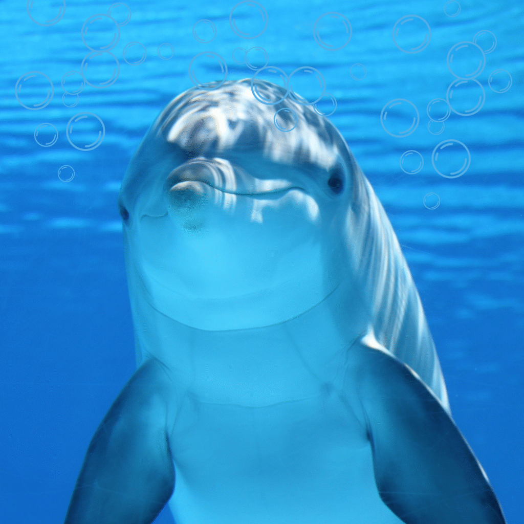 English news article for kids (9) kids article about animals, dolphin