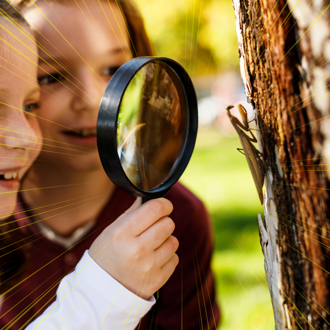 Why Insect Week celebrates the tiny creatures that run our world