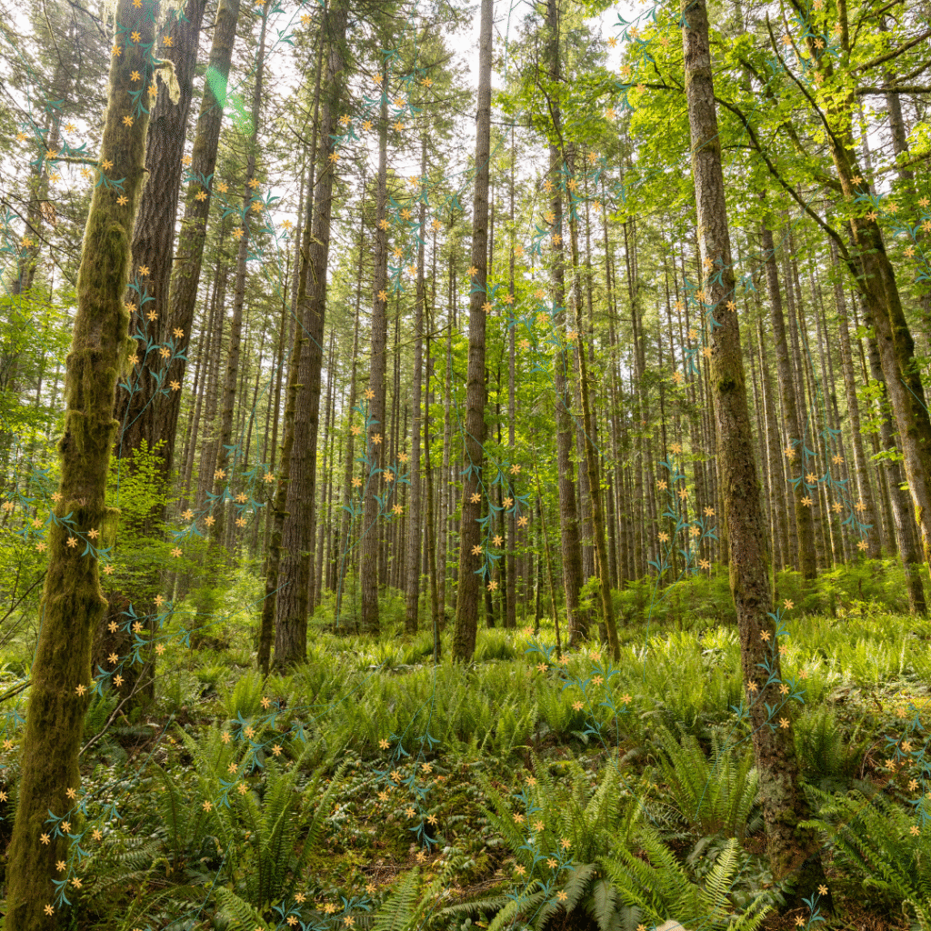 A forest - English news article for kids - How rewilding helps nature make a comeback