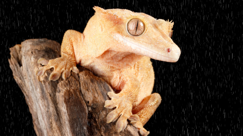 English news articles to educate, entertain, and inspire young readers around the world. Hide-and-seek champion: The gecko found after 33 years!