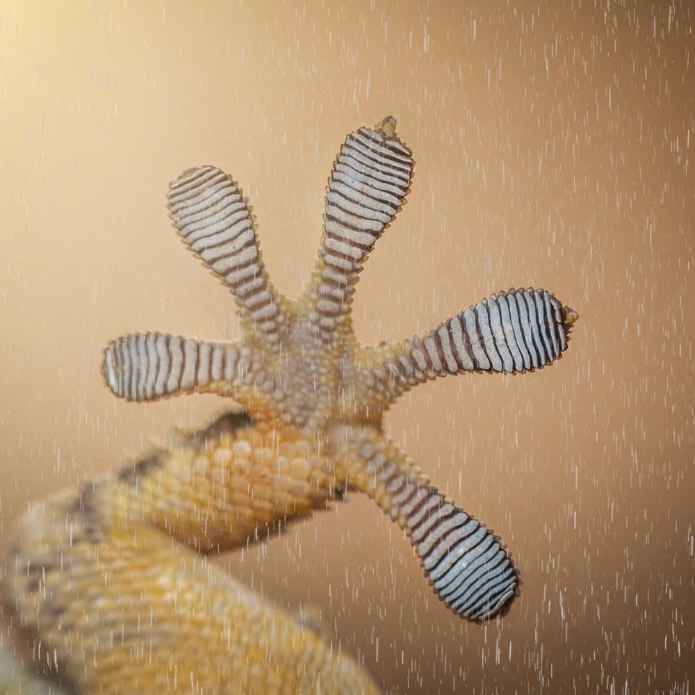 English Hide-and-seek champion: The gecko found after 33 years!