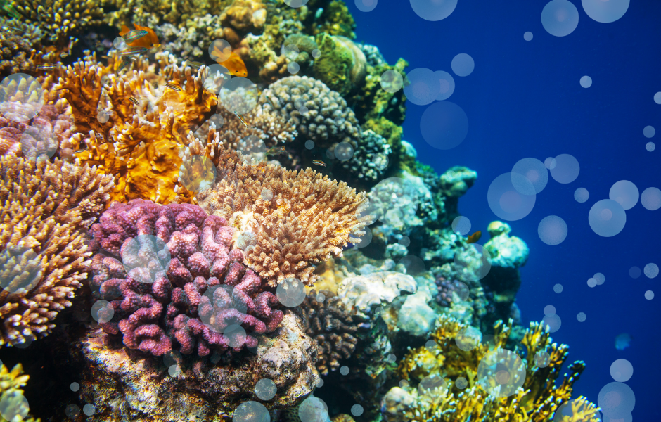 Coral reef - It’s World Reef Awareness Day