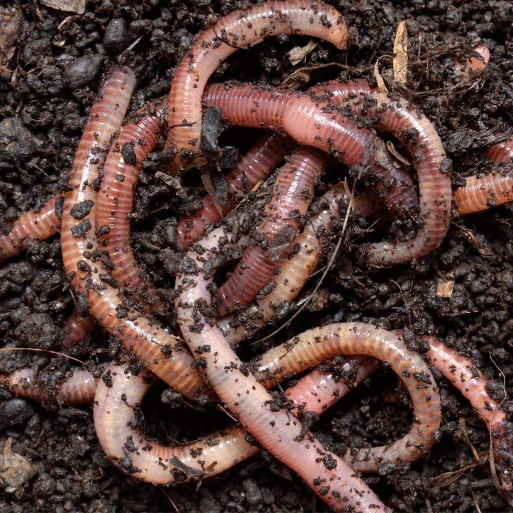 What makes an invertebrate an invertebrate? Creepy crawlies and ocean oddballs