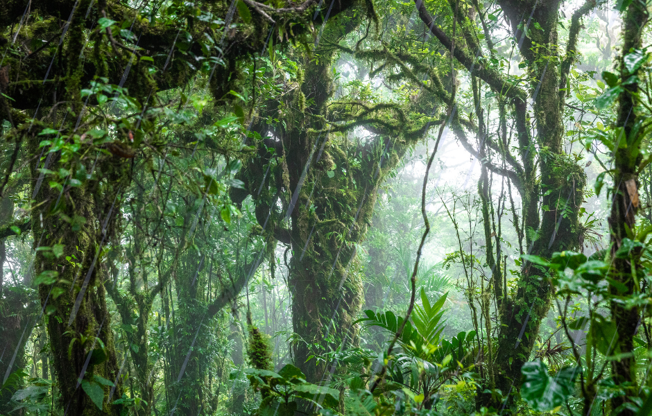 A could forest - What is a cloud forest? The misty forests of the mountains