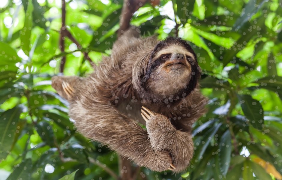 I sloth in a tree - A kid’s guide to sloths: slow, strong and full of surprises -