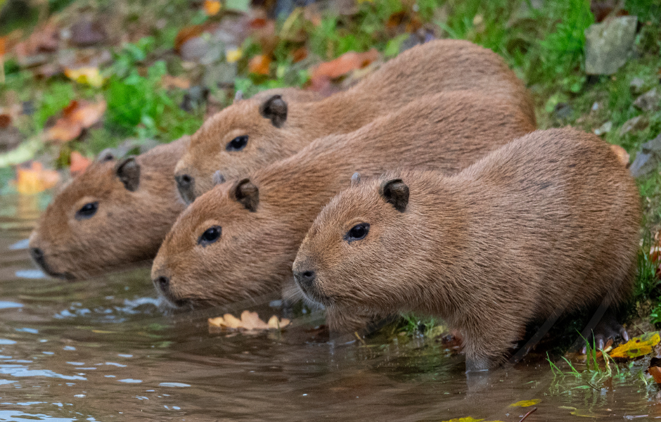 kids guide to capybaras