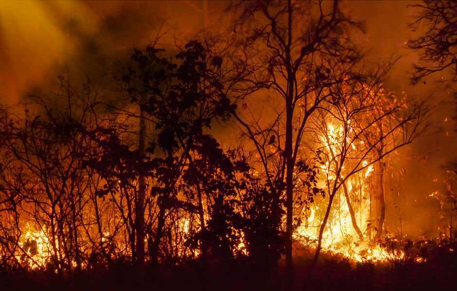 kids news article wildfires